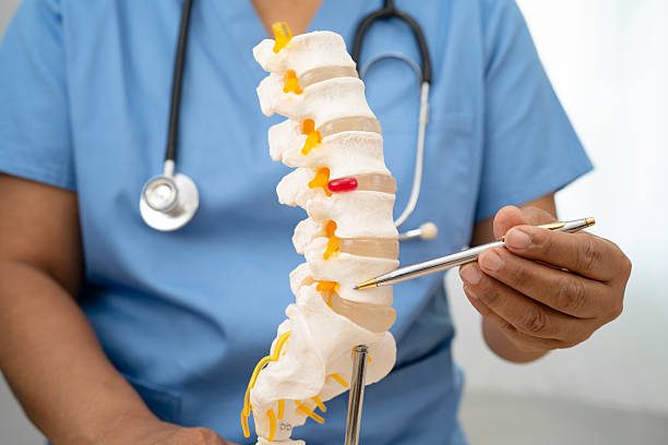 Chiropractor pointing at a human lumbar spine model, explaining spinal health and alignment.